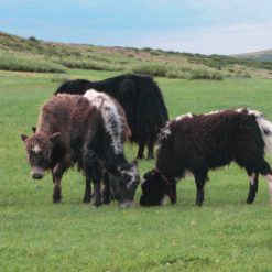 PTO040 Flipbook bilder 17