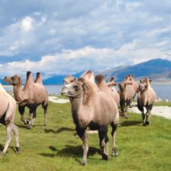 PTO040 Flipbook bilder 28